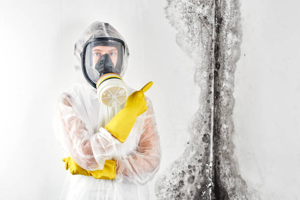 Best Comprehensive Air Testing for Mold Contaminants  in Brooksville, FL